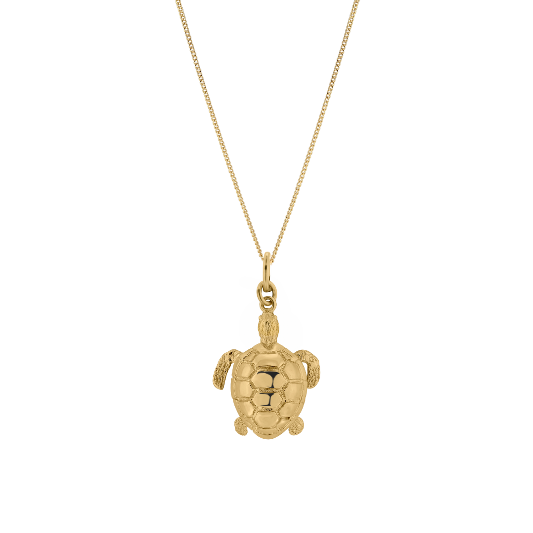 tortue